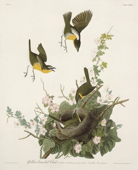 Robert Havell after John James Audubon, ‘Yellow-breasted Chat’, 1832