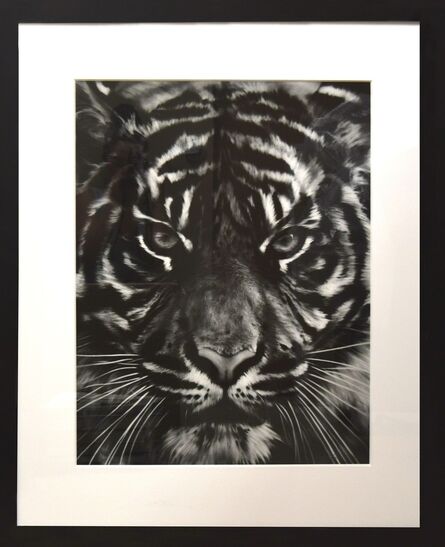 Robert Longo, ‘Untitled (Tiger Head 2)’, 2014