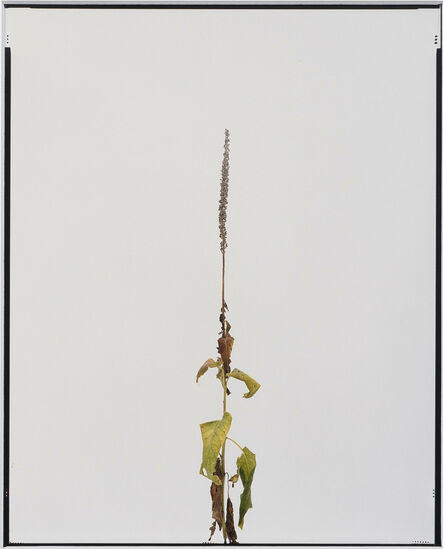 Eric Poitevin, ‘Sans titre (Plantes sèches) ’, 2014-2020