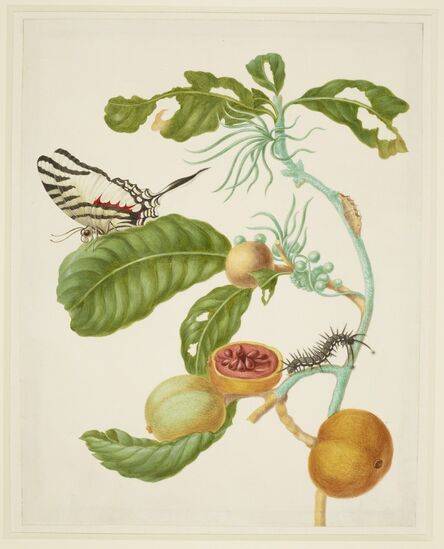 Maria Sibylla Merian, ‘Branch of Duroia eriopila with Zebra Swallowtail Butterfly’, 1702-1703