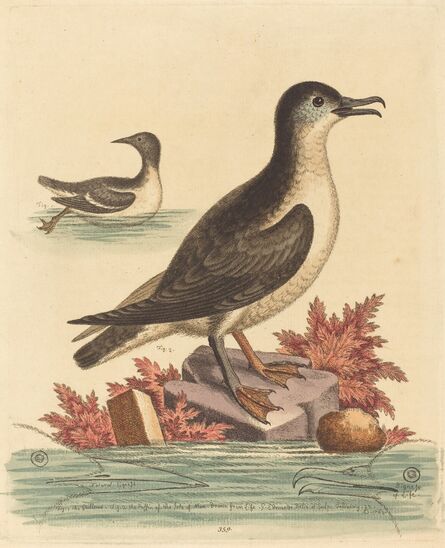 George Edwards, ‘The Guillemot and the Puffin of the Isle of Man’, 1762