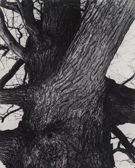 Edward Steichen, ‘Venerable Tree Trunk’, 1932-printed in 1982
