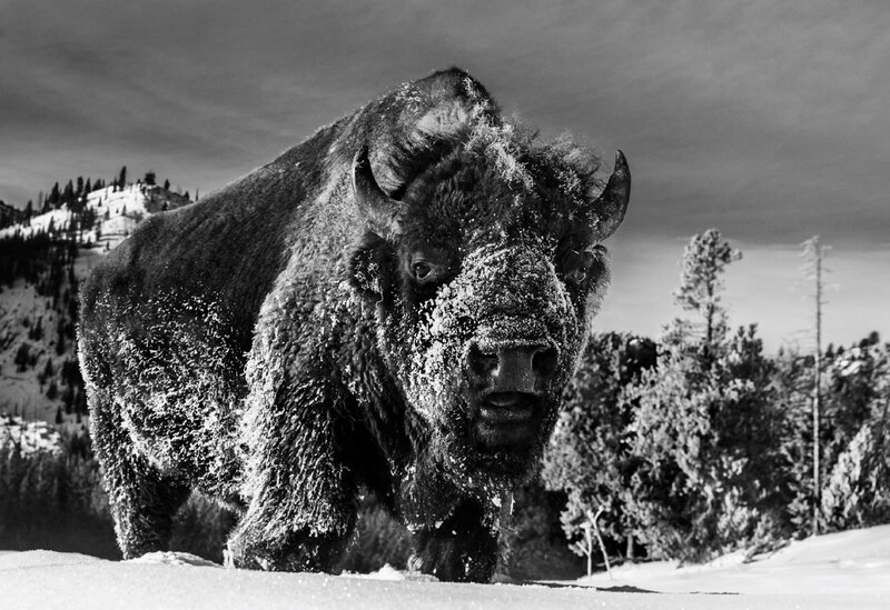 David Yarrow, ‘The Beast of Yellowstone’, 2021, Photography, Archival Pigment Print, Samuel Lynne Galleries