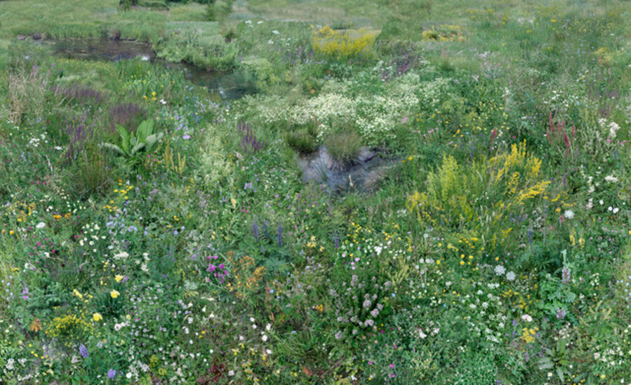 Flowers II