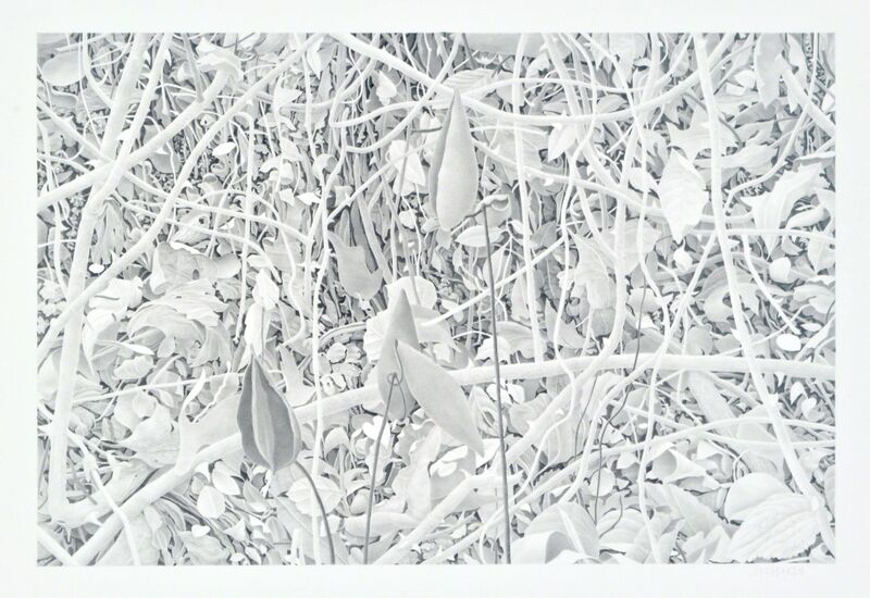 Bill Richards, ‘Milkweed and Branches’, 2010, Drawing, Collage or other Work on Paper, Graphite on paper, Nancy Hoffman Gallery