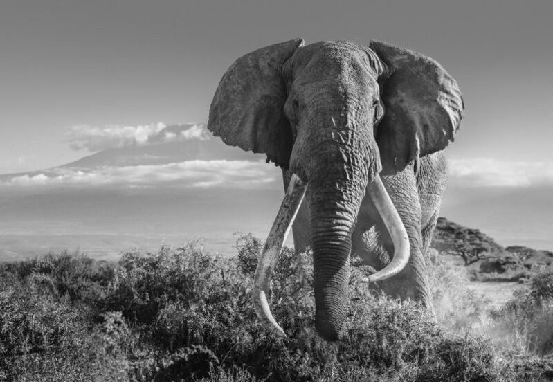 David Yarrow, ‘Africa II’, 2018, Photography, Archival Pigment print, A. Galerie