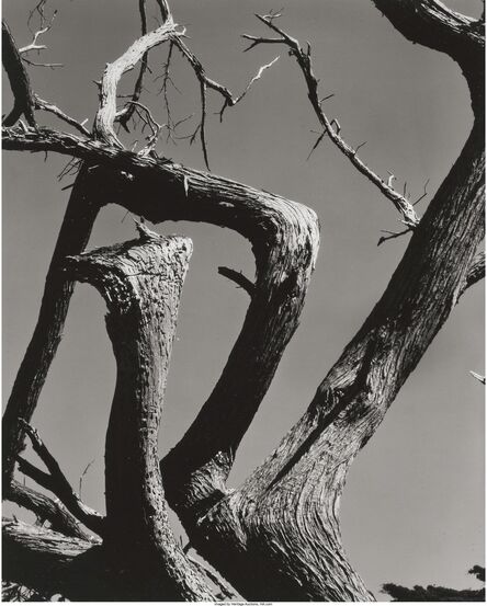 Edward Weston, ‘Cypress, Point Lobos’, 1930