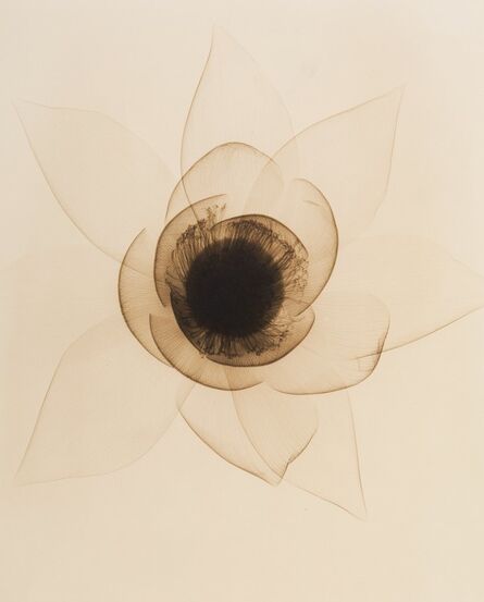 Dr. Dain Tasker, ‘X-Ray of a Lotus Flower’, 1933