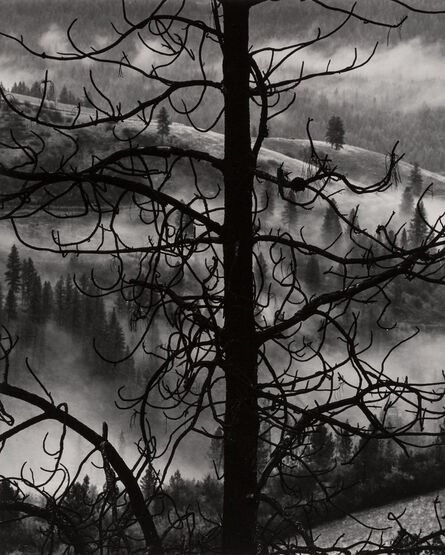 Brett Weston, ‘Tree and Fog, Oregon’, 1972