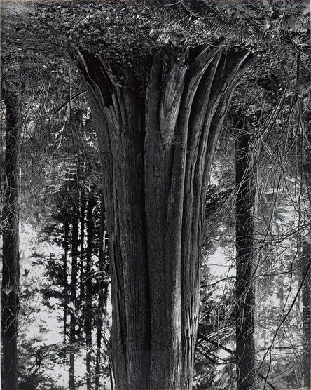 Rodney Graham, ‘Cedars, Stanley Park (8)’, 1991-2000