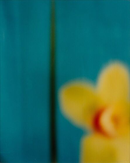 David Seidner, ‘Yellow Orchid with Green Leaf.’