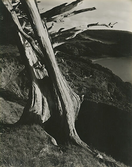 Edward Weston, ‘Monterey Cypress, Point Lobos (59T)’, 1930