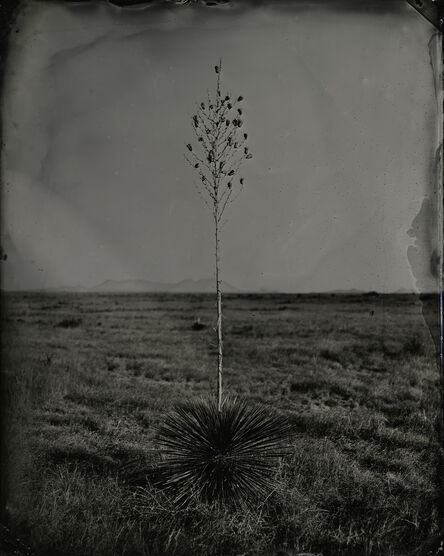 Keliy Anderson-Staley, ‘Yucca’, 2020