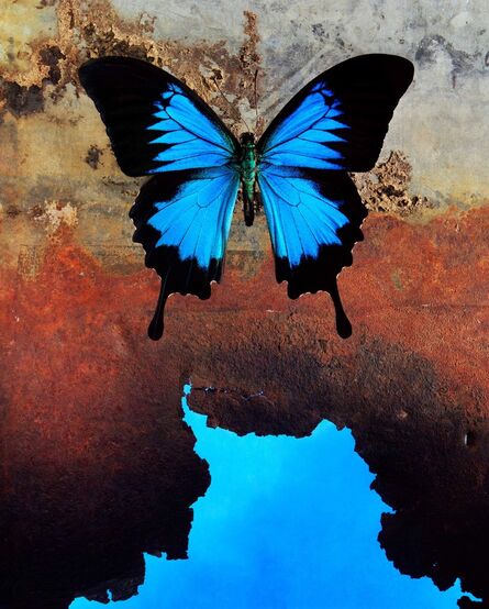Jo Whaley, ‘Papilio ulysses’