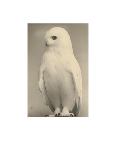 Yamamoto Masao, ‘Birds Collotype portfolio’, 2019