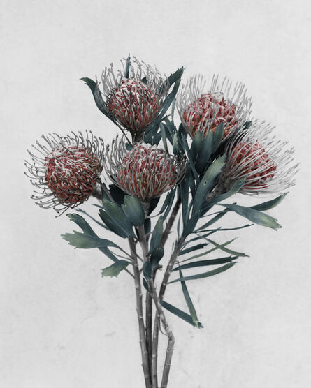 Vee Speers, ‘Untitled #15 from Botanica - Leucospermum Cordifolium’, 2016