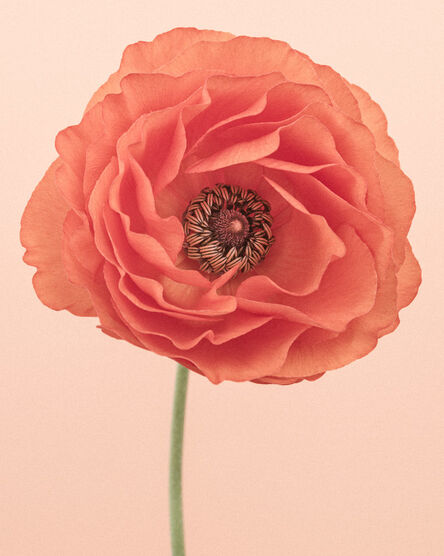 Paul Coghlin, ‘Orange Ranunculus II  ’, 2015