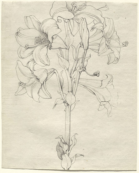 Philipp Otto Runge, ‘A Stalk of Lilies with Six Blooms’, 1808