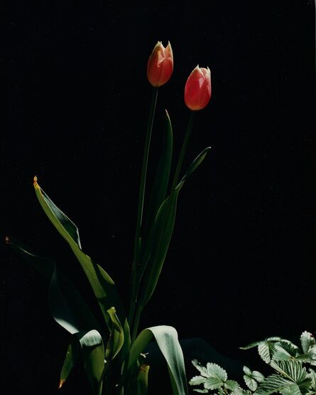 Horst P. Horst, ‘Tulips, Oyster Bay, Long Island’, 1989