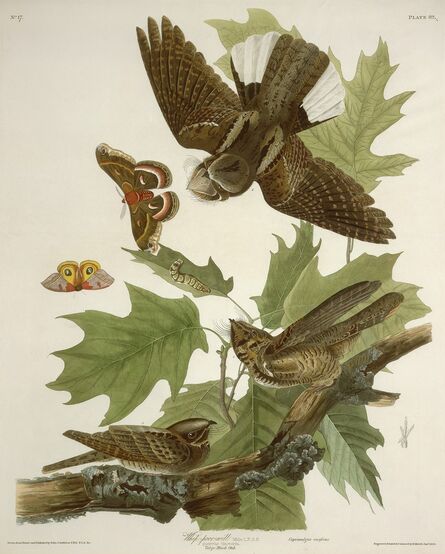 Robert Havell after John James Audubon, ‘Whip-poor-will’, 1830
