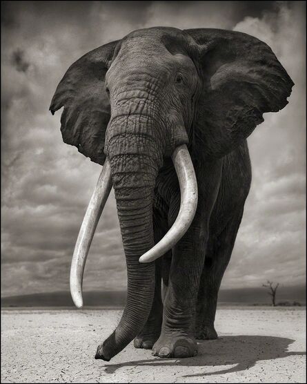 Nick Brandt, ‘Elephant on Bare Earth, Amboseli’, 2011