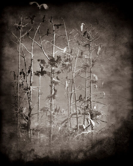 Keith Carter, ‘Rookery Study #5’, 2019