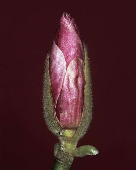 Helene Schmitz, ‘Magnolia x soulangiana bud’, 2003