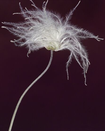 Helene Schmitz, ‘Clematis tangutica’, 2003