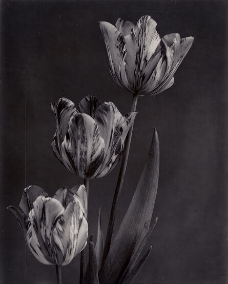 Charles Jones (1866-1959), ‘Tulip, May Flowering’, c.1900