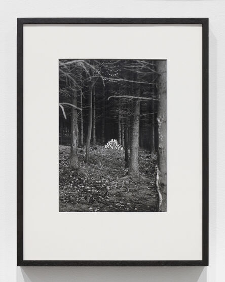 Lothar Baumgarten, ‘Ameisenstaat’, 1968
