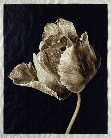 Jan C. Schlegel, ‘Tulip #2’, 2023