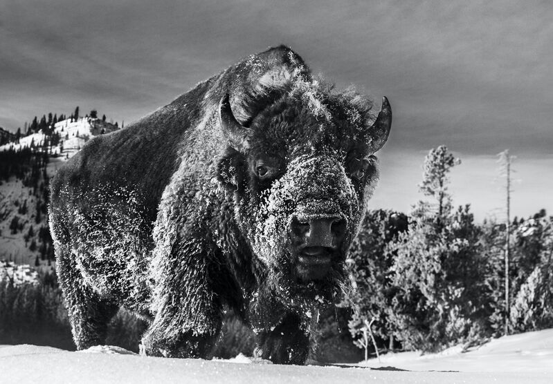 David Yarrow, ‘The Beast of Yellowstone’, 2021, Photography, Archival Pigment Print, CAMERA WORK