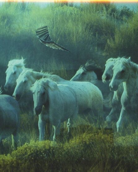 Seba Kurtis, ‘Horses, from the series "A few days more"’, 2008