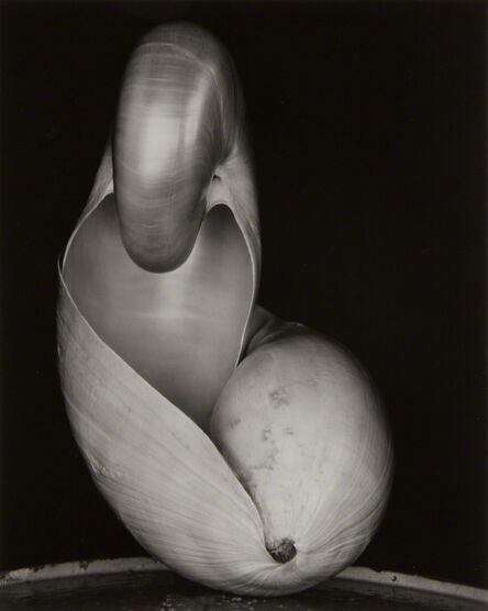 Edward Weston, ‘Shell’, 1927-printed later by Cole Weston