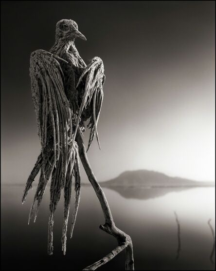 Nick Brandt, ‘Calcified Caped Dove, Lake Natron 2010’, 2010