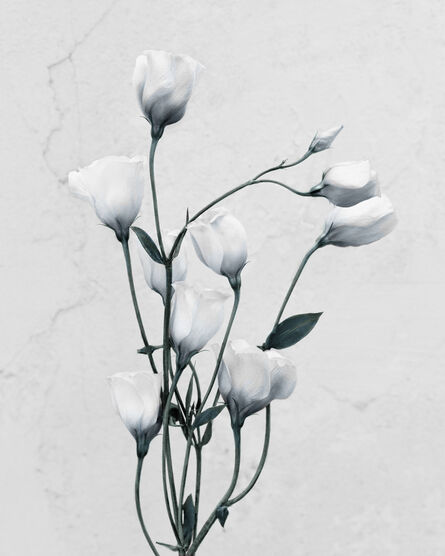 Vee Speers, ‘Untitled #9 from Botanica - Eustoma Grandiflorum’, 2016