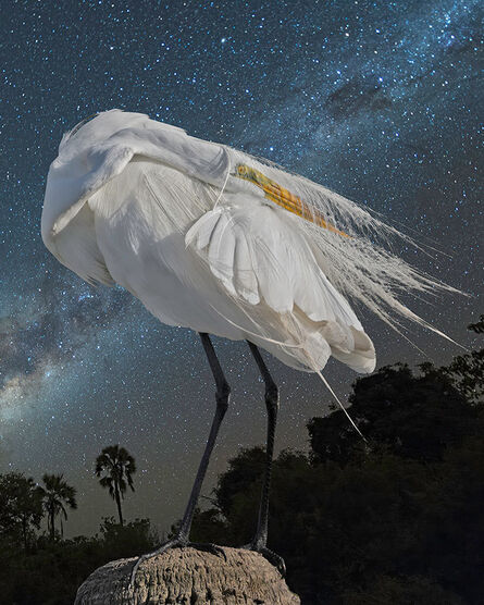 Cheryl Medow, ‘Great Egret and the Milky Way’, 2019