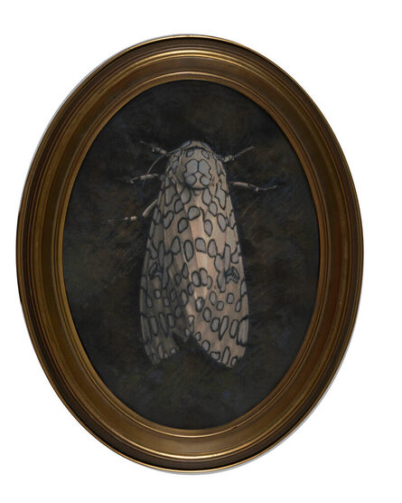 Kate Breakey, ‘Leopard Moth’, n.d.