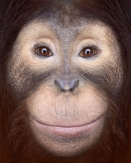 Brad Wilson, ‘Orangutan #1, Los Angeles, CA, 2011’, 2011