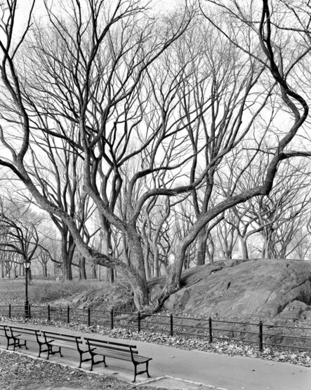 Mitch Epstein, ‘American Elm, Central Park, New York ’, 2012