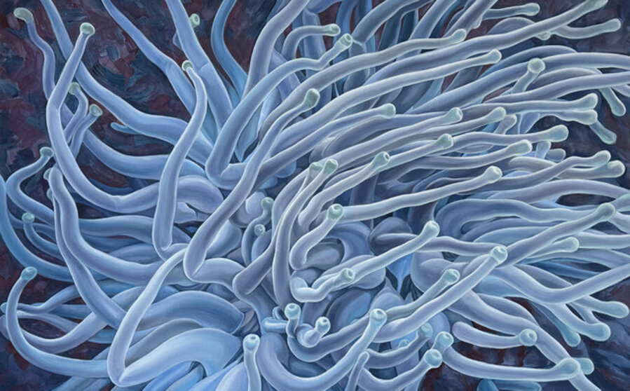 Anemone
