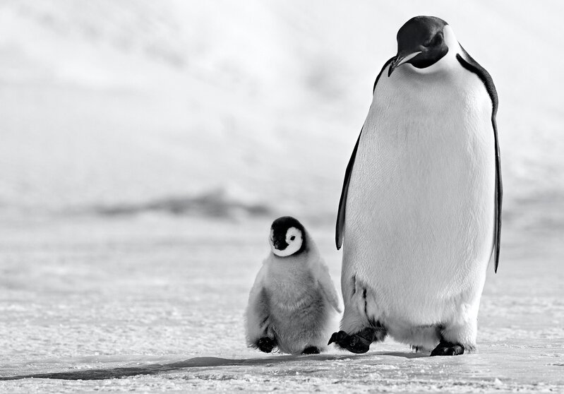 David Yarrow, ‘Father and Son’, 2022, Photography, Archival Pigment, Whistler Contemporary 