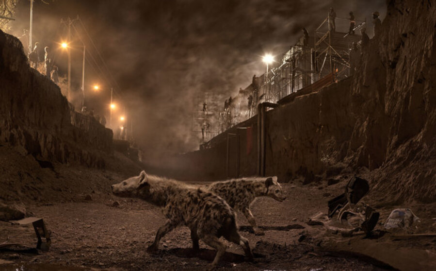 River Bed with Hyenas