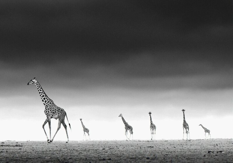 David Yarrow, ‘High, Amboseli, Kenya’, 2013, Photography, Archival Pigment Photograph, Holden Luntz Gallery