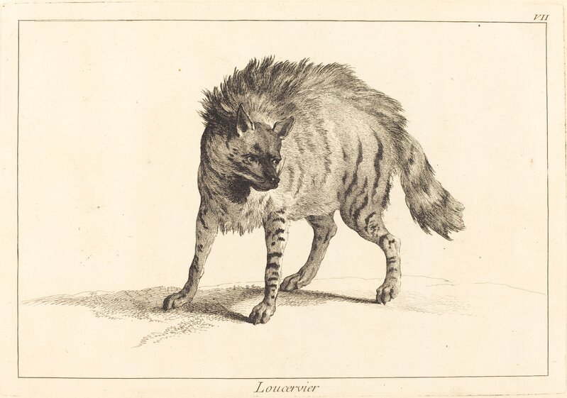 Jacques-Philippe Le Bas and Jean Eric Rehn after Jean-Baptiste Oudry, ‘Loucervier (Hyena)’, Print, Etching finished with burin, National Gallery of Art, Washington, D.C.