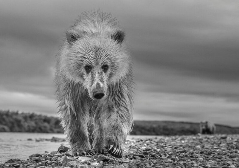 David Yarrow, ‘Ted’, ca. 2018, Photography, Archival Pigment Photograph, Samuel Lynne Galleries