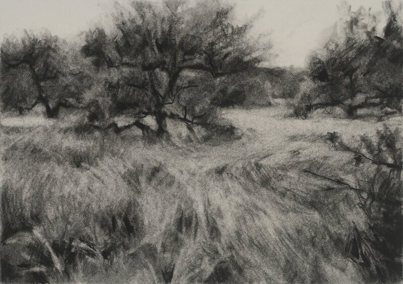 Connie Hayes, ‘Orchard #9’, Drawing, Collage or other Work on Paper, Charcoal on paper, Dowling Walsh