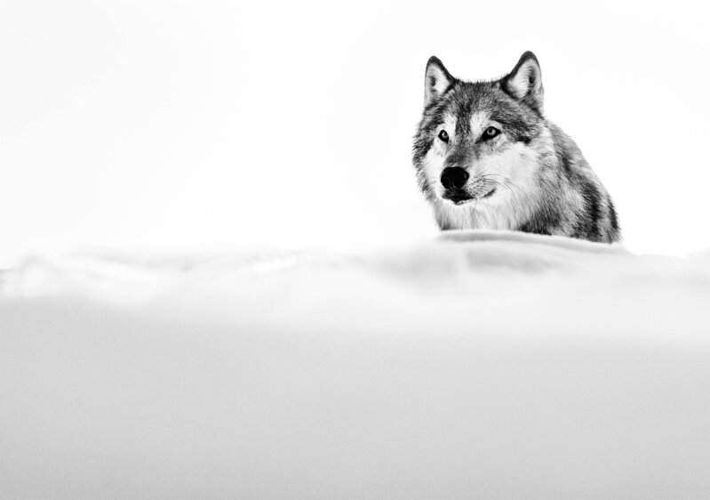 David Yarrow, ‘The Focused Wolf’, 2015, Photography, Archival Pigment Print, CAMERA WORK