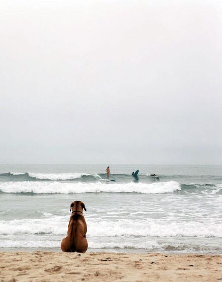 Michael Dweck, ‘Beach Dog, Montauk, NY’, 2002