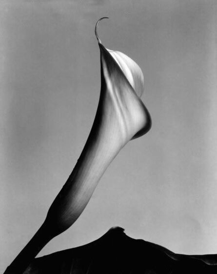 Imogen Cunningham, ‘Calla Lily with Leaf’, 1920